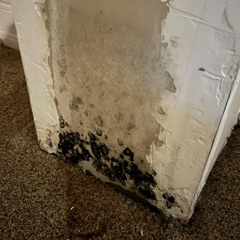 Professional Mold Removal in Stuart, FL